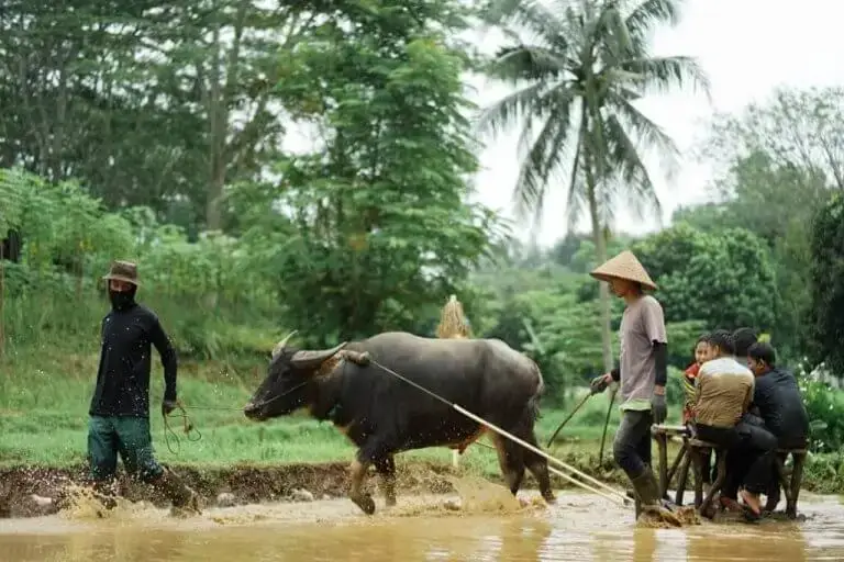 Paket field trip ke Bogor dengan aktifitas membajak sawah.