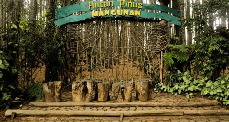 Hutan pinus Mangunan Jogja.